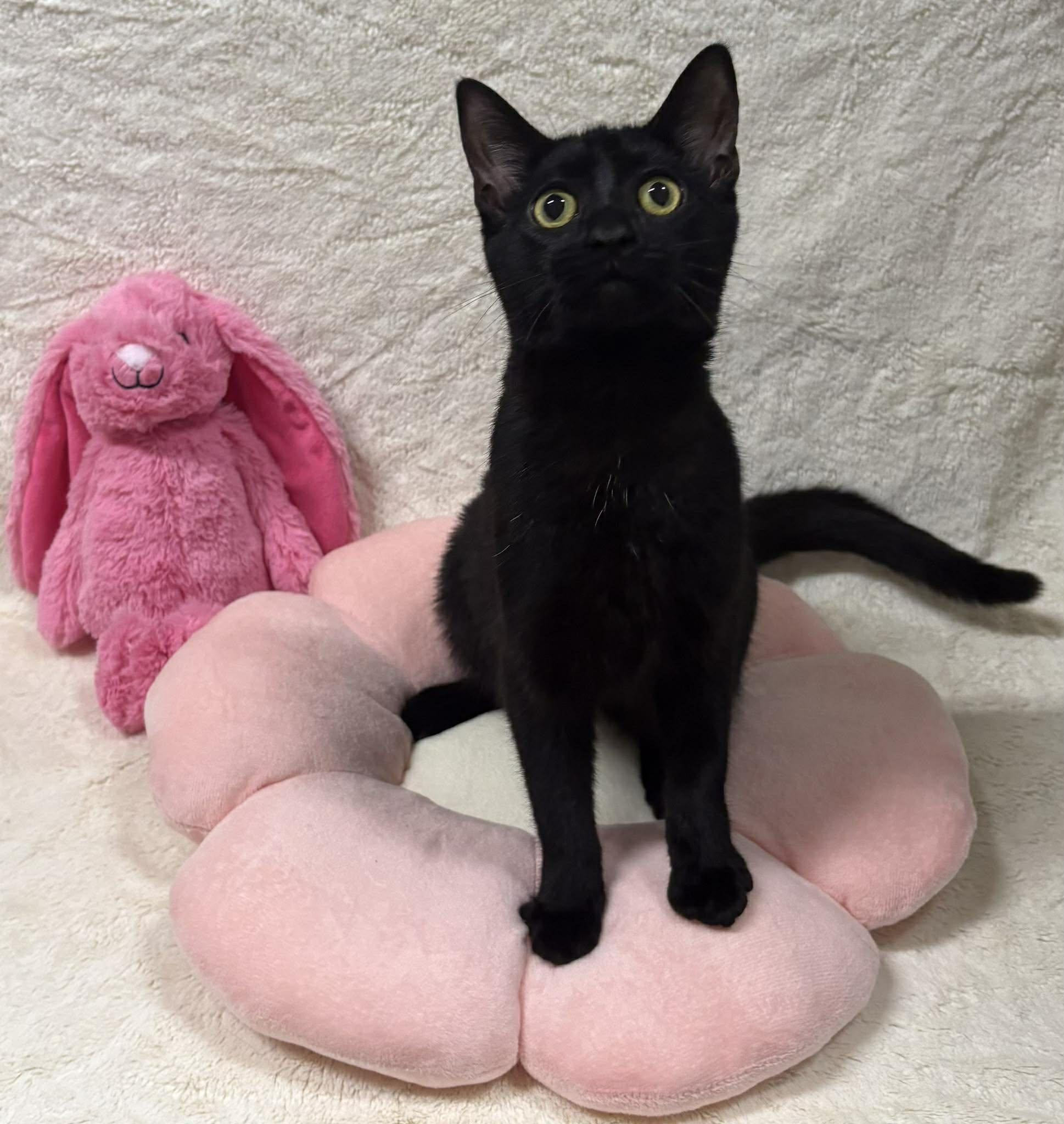 Enlarge SCRIBBLES, a Adoptable Domestic Short Hair in Tillsonburg, ON image 1/6