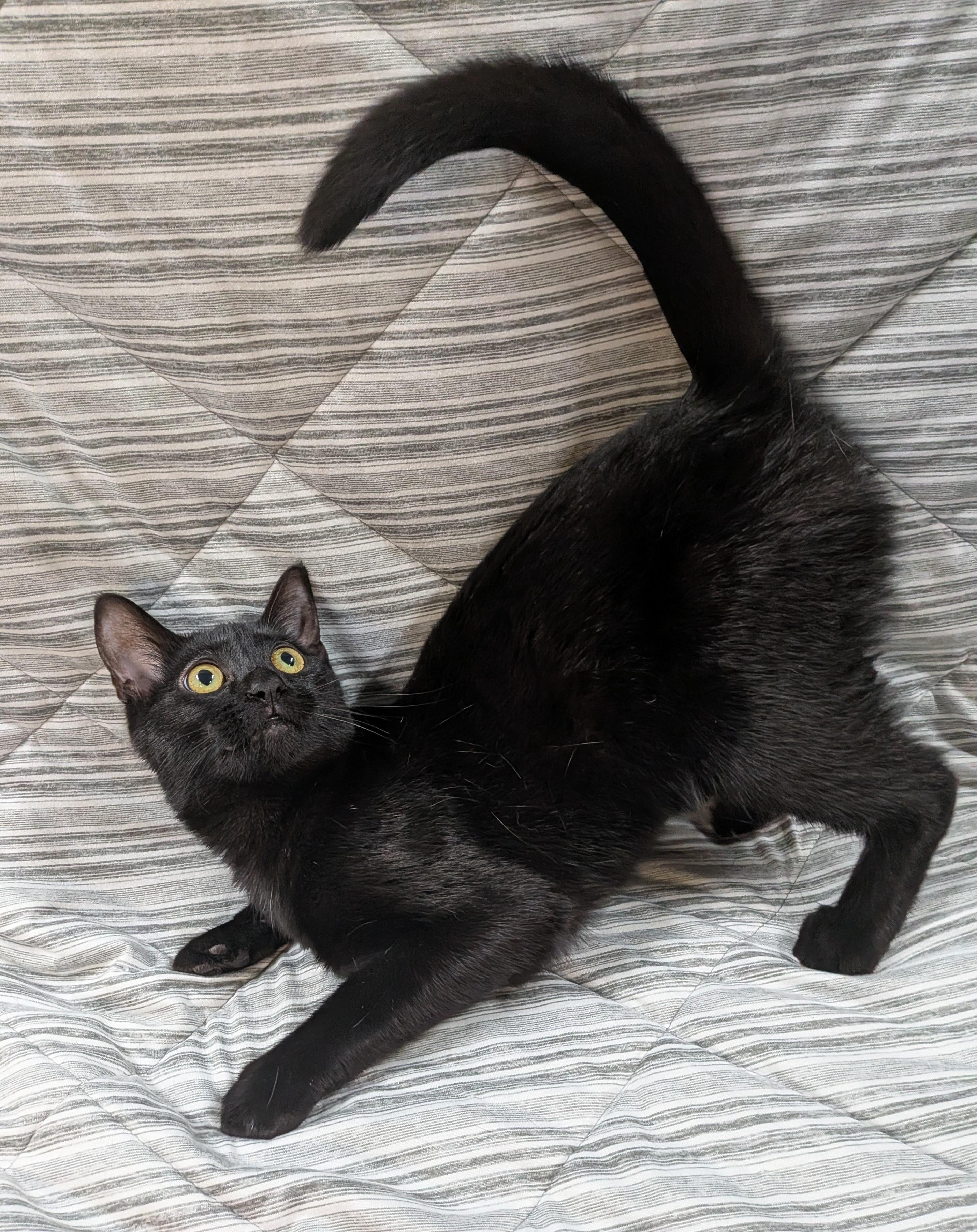 Enlarge SCRIBBLES, a Adoptable Domestic Short Hair in Tillsonburg, ON image 5/6