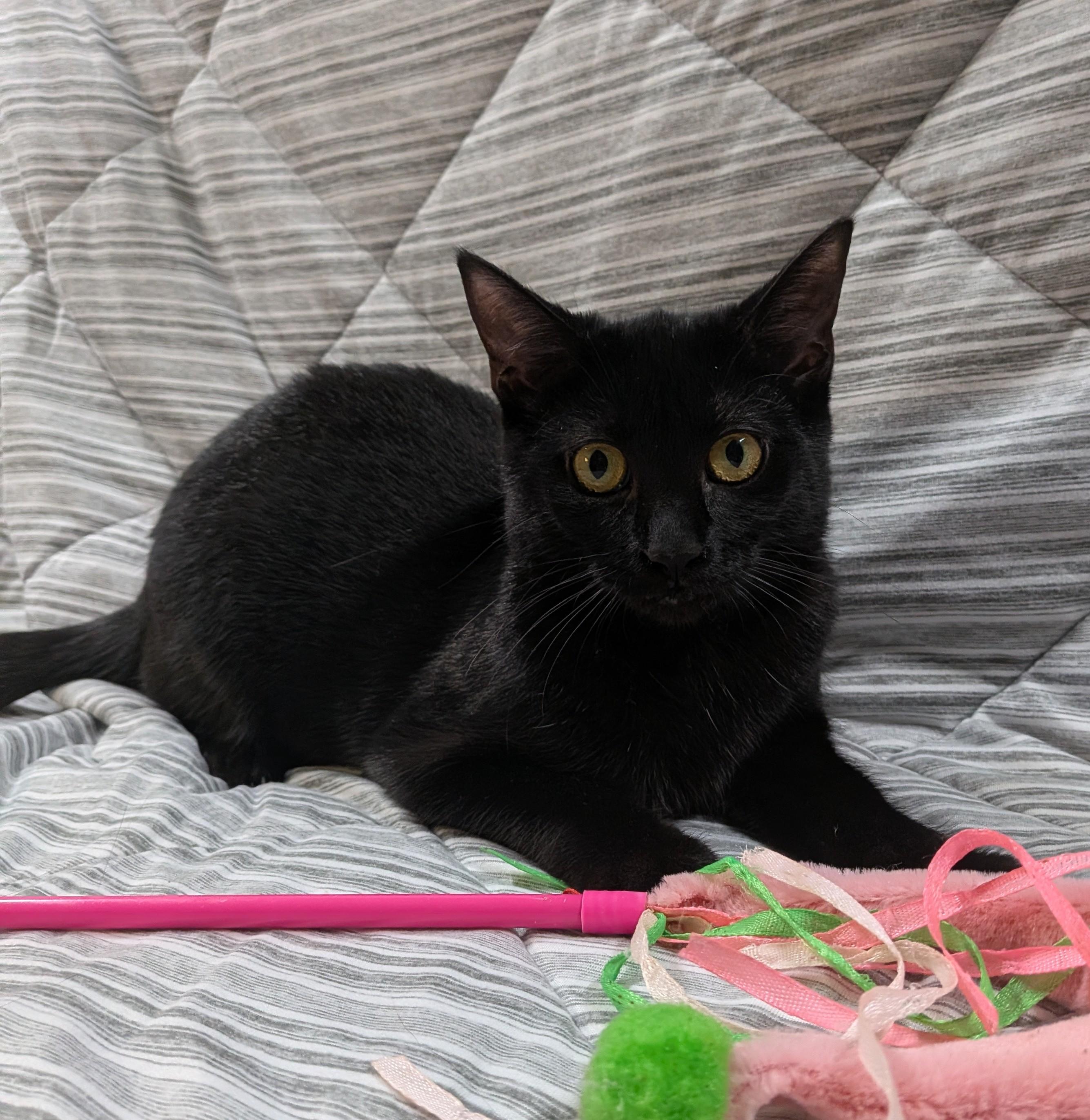Enlarge SCRIBBLES, a Adoptable Domestic Short Hair in Tillsonburg, ON image 2/6