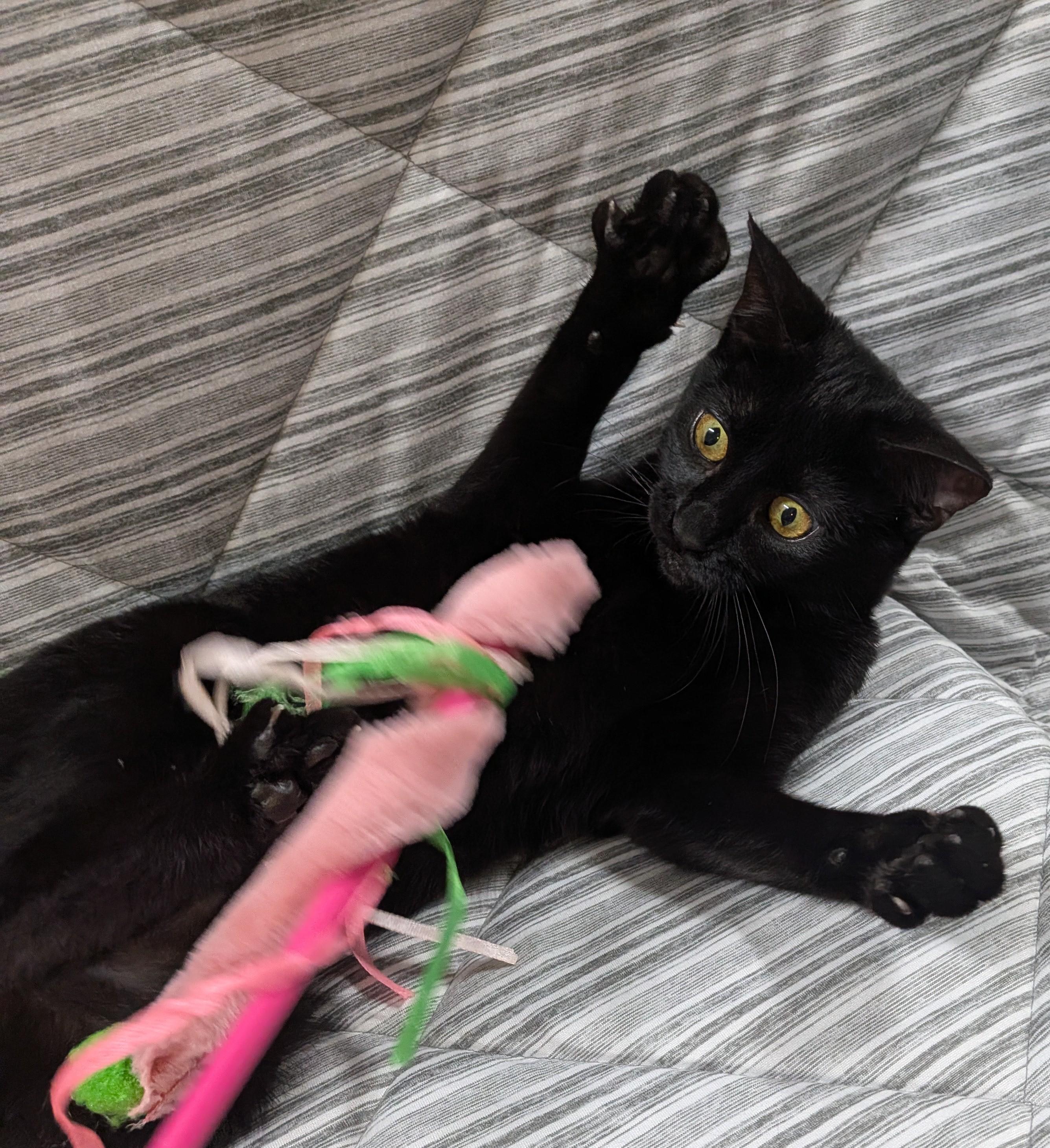 Enlarge SCRIBBLES, a Adoptable Domestic Short Hair in Tillsonburg, ON image 4/6