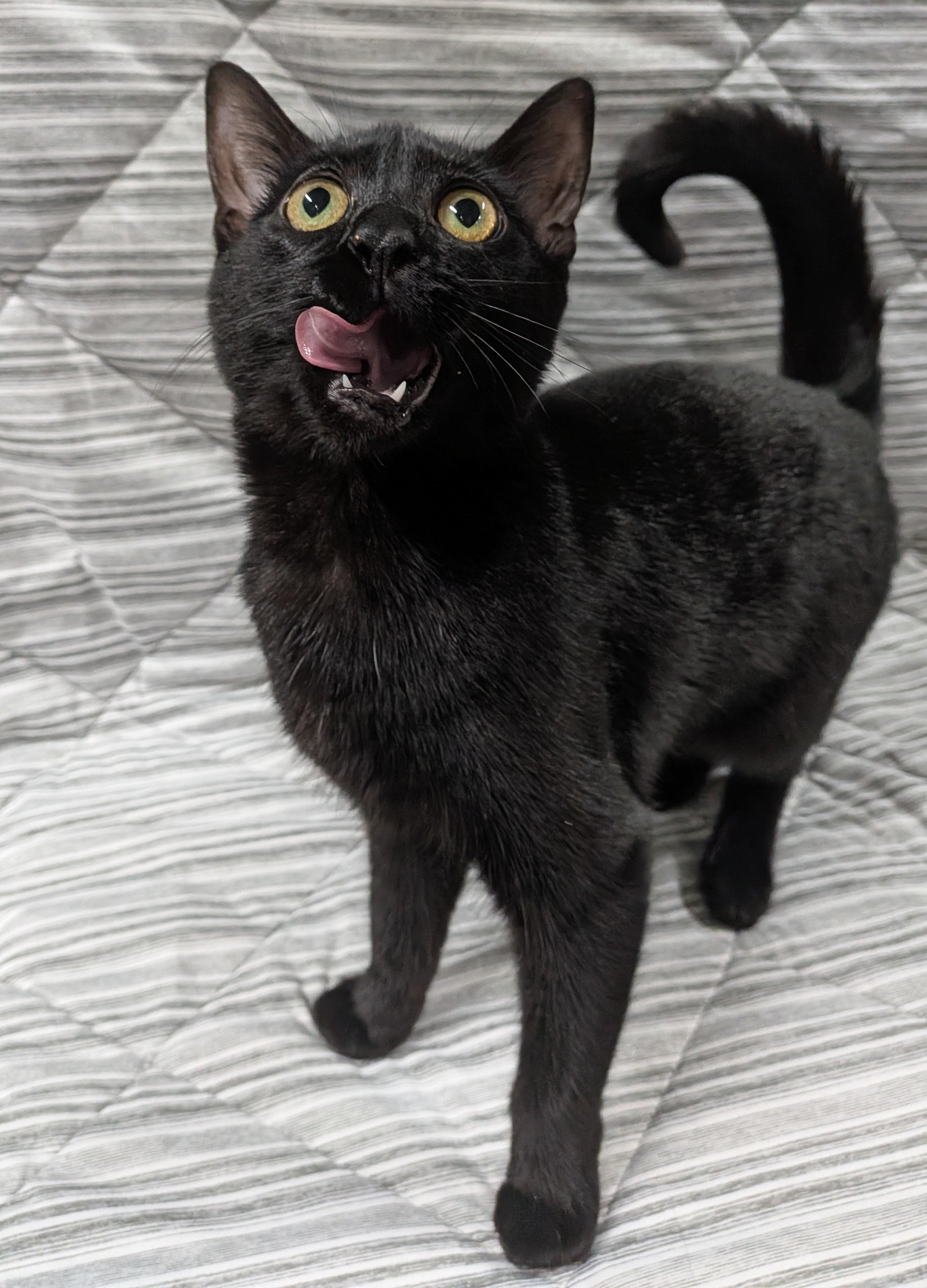 Enlarge SCRIBBLES, a Adoptable Domestic Short Hair in Tillsonburg, ON image 3/6