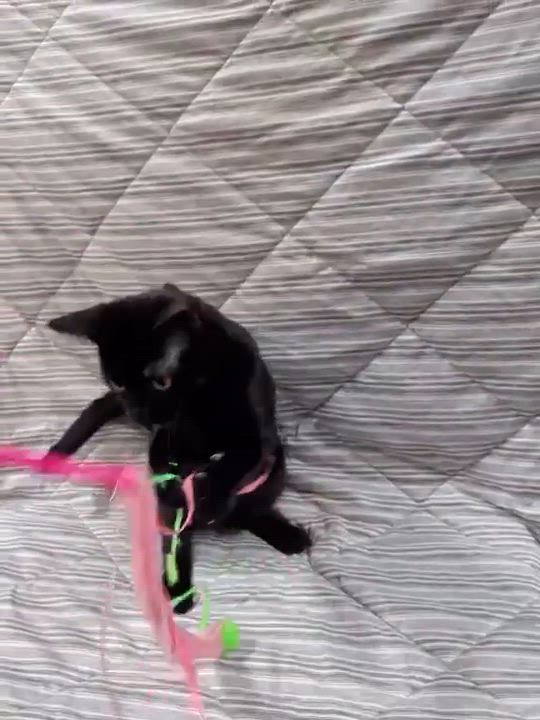 Enlarge SCRIBBLES, a Adoptable Domestic Short Hair in Tillsonburg, ON video 6/6