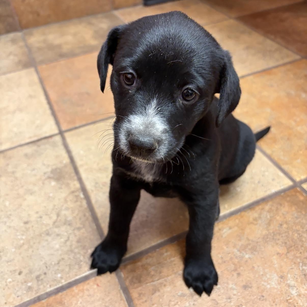 Enlarge Chloe, an adopted mixed breed in Akron, OH image 2/6