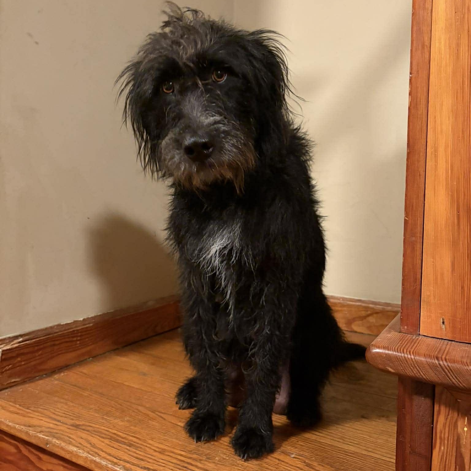 Enlarge Chloe, an adopted mixed breed in Akron, OH image 6/6