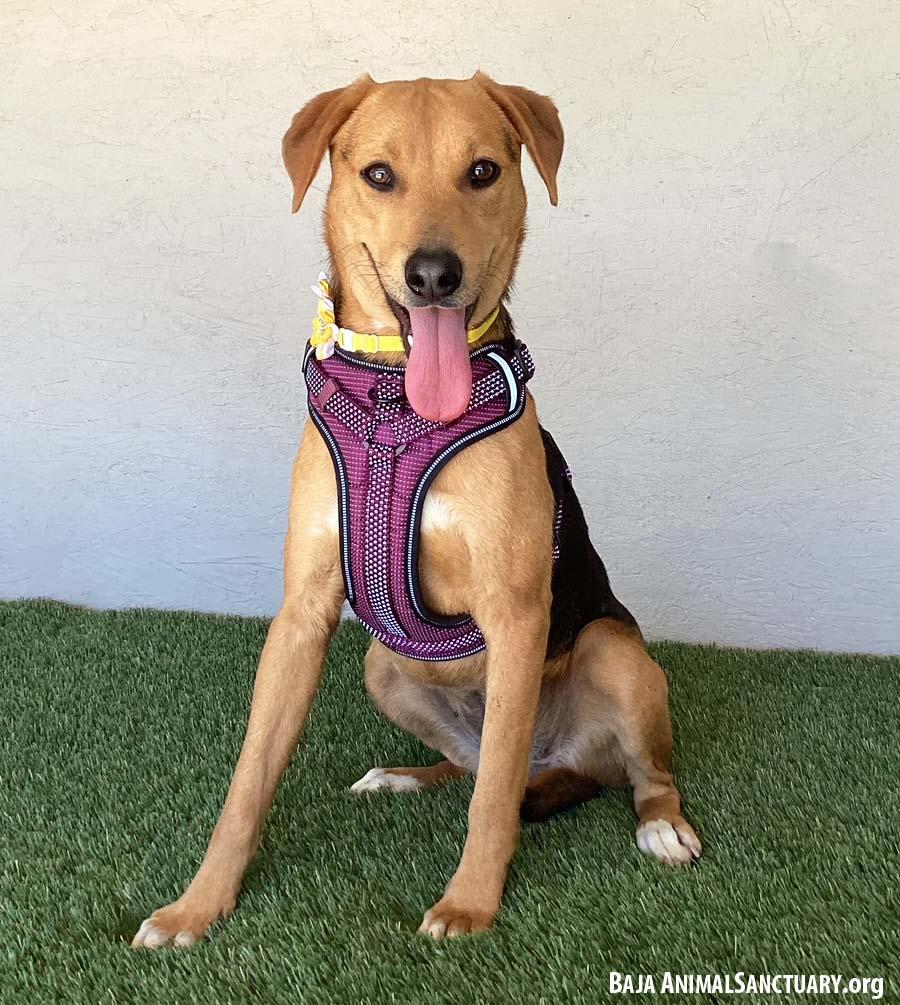 Susie, Adoptable, Young Female Labrador Retriever & Shepherd.