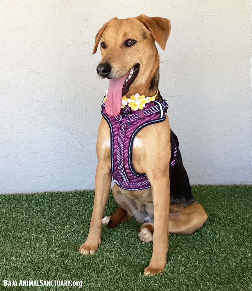 Enlarge Susie, a Adoptable mixed breed in San Diego, CA image 2/4