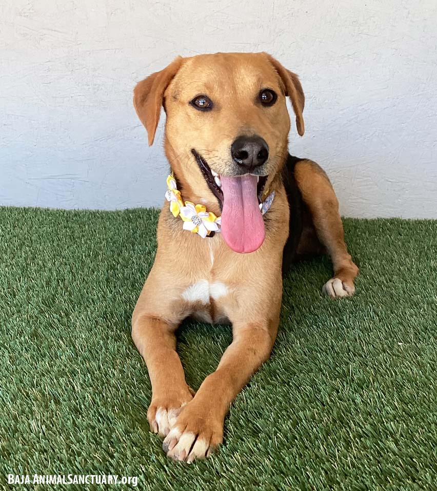 Enlarge Susie, a Adoptable mixed breed in San Diego, CA image 3/4
