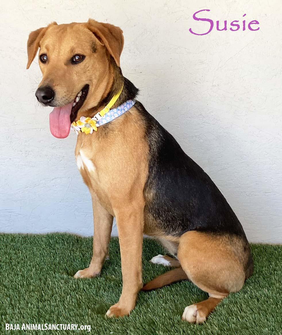Enlarge Susie, a Adoptable mixed breed in San Diego, CA image 4/4