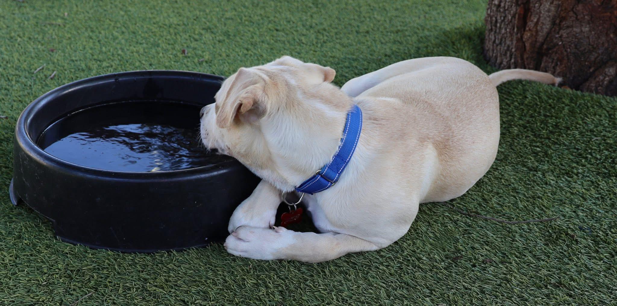 Enlarge Duffy, an adopted Labrador Retriever in Keller, TX image 3/5