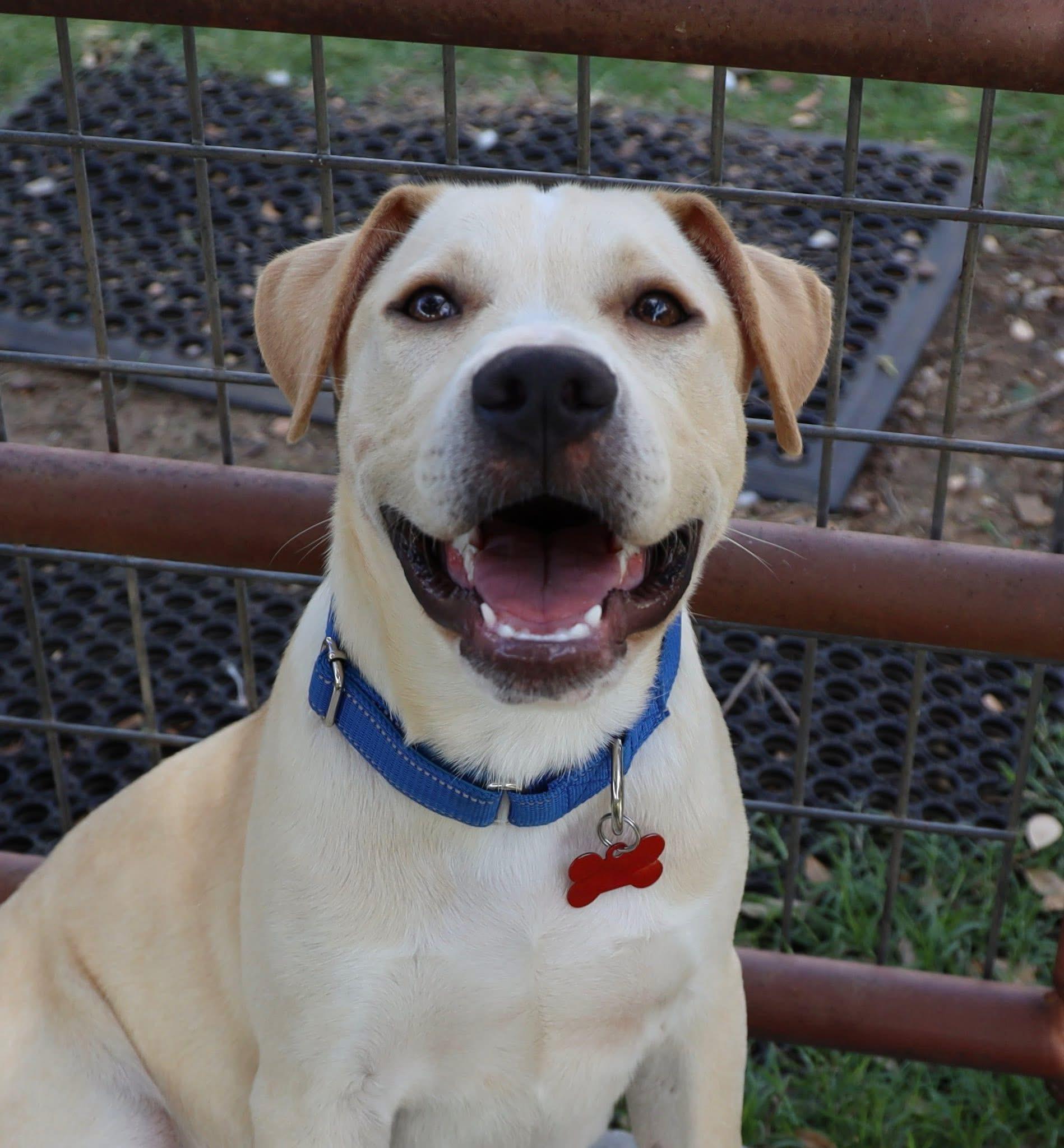 Enlarge Duffy, an adopted Labrador Retriever in Keller, TX image 1/5