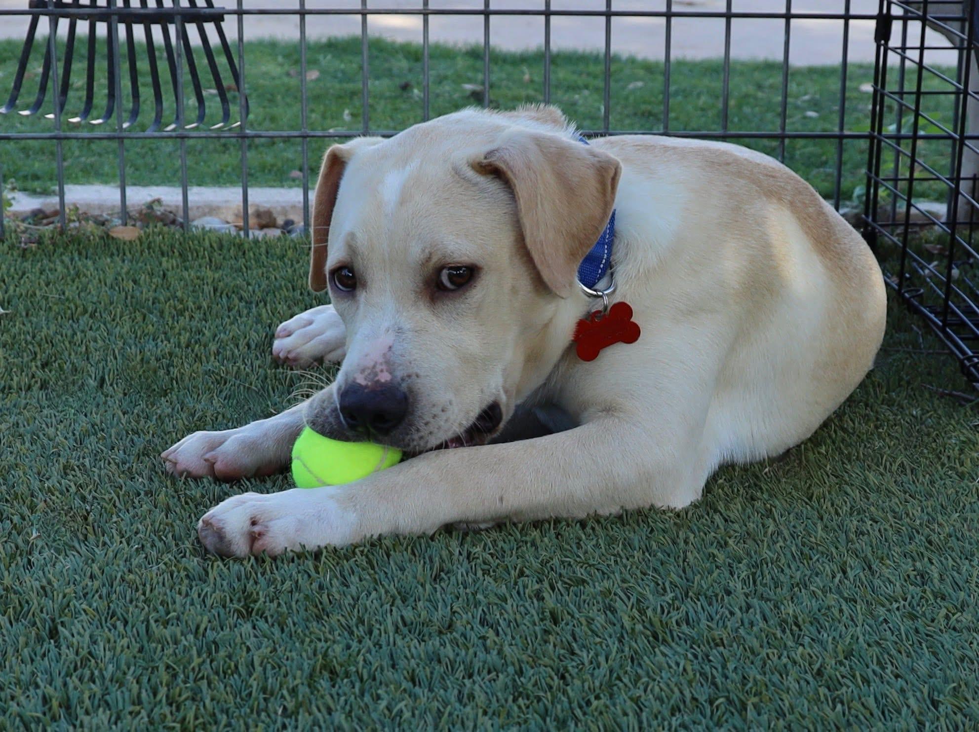 Enlarge Duffy, an adopted Labrador Retriever in Keller, TX image 4/5