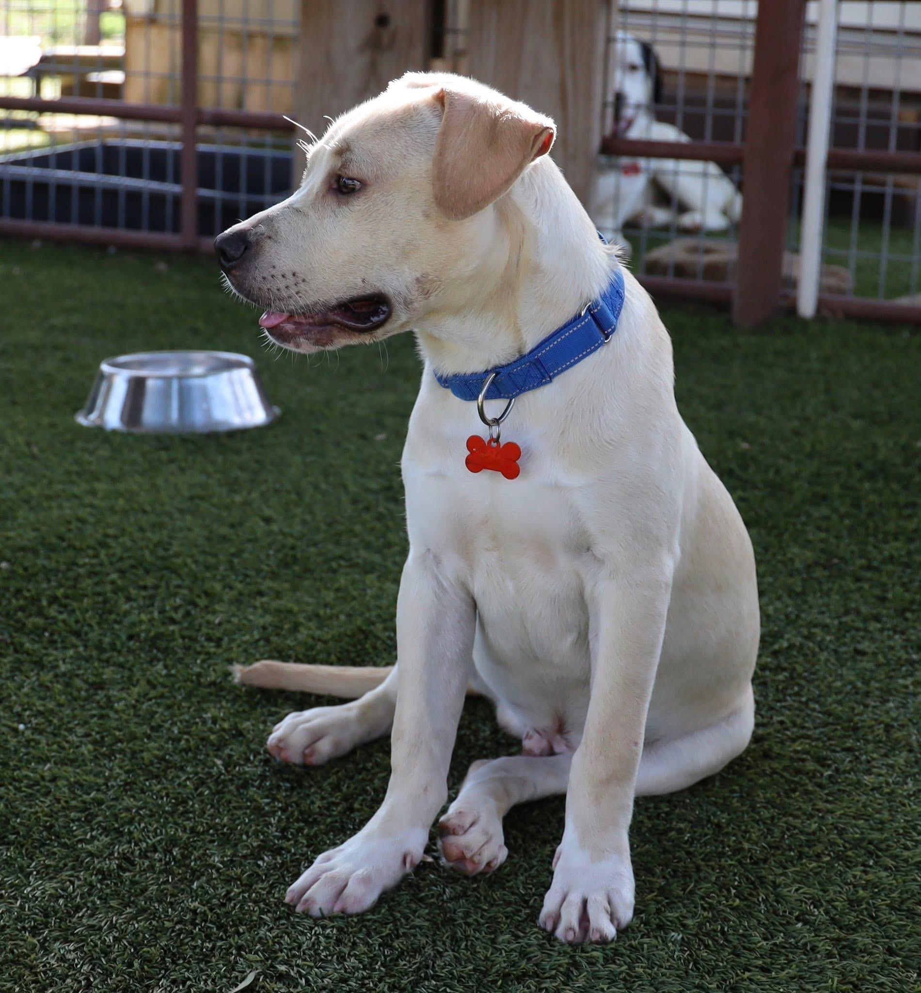 Enlarge Duffy, an adopted Labrador Retriever in Keller, TX image 2/5