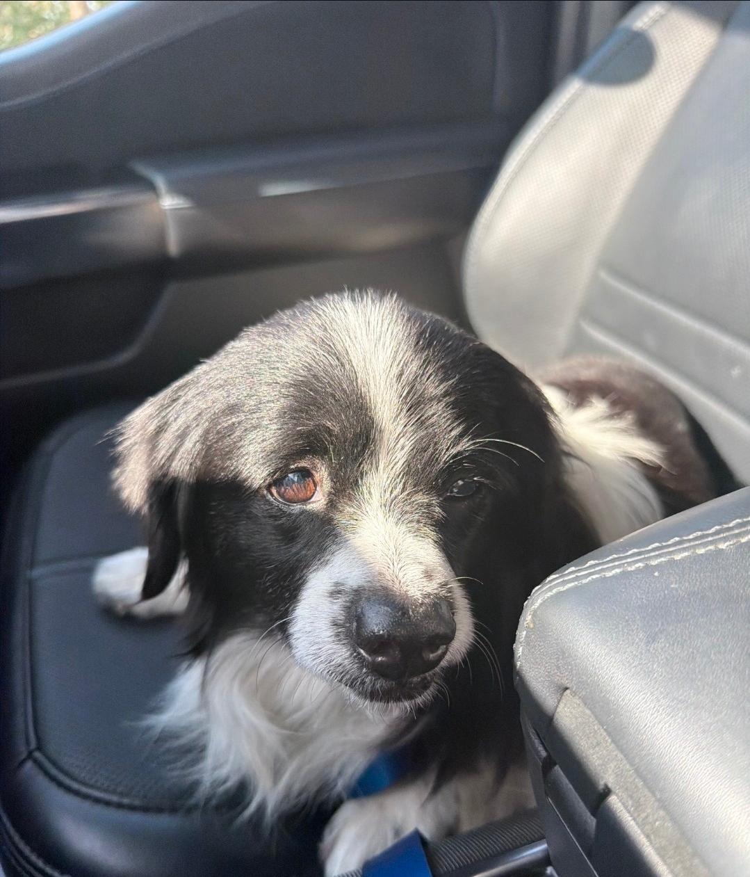 Duke, Adoptable, Senior Male Mixed Breed.