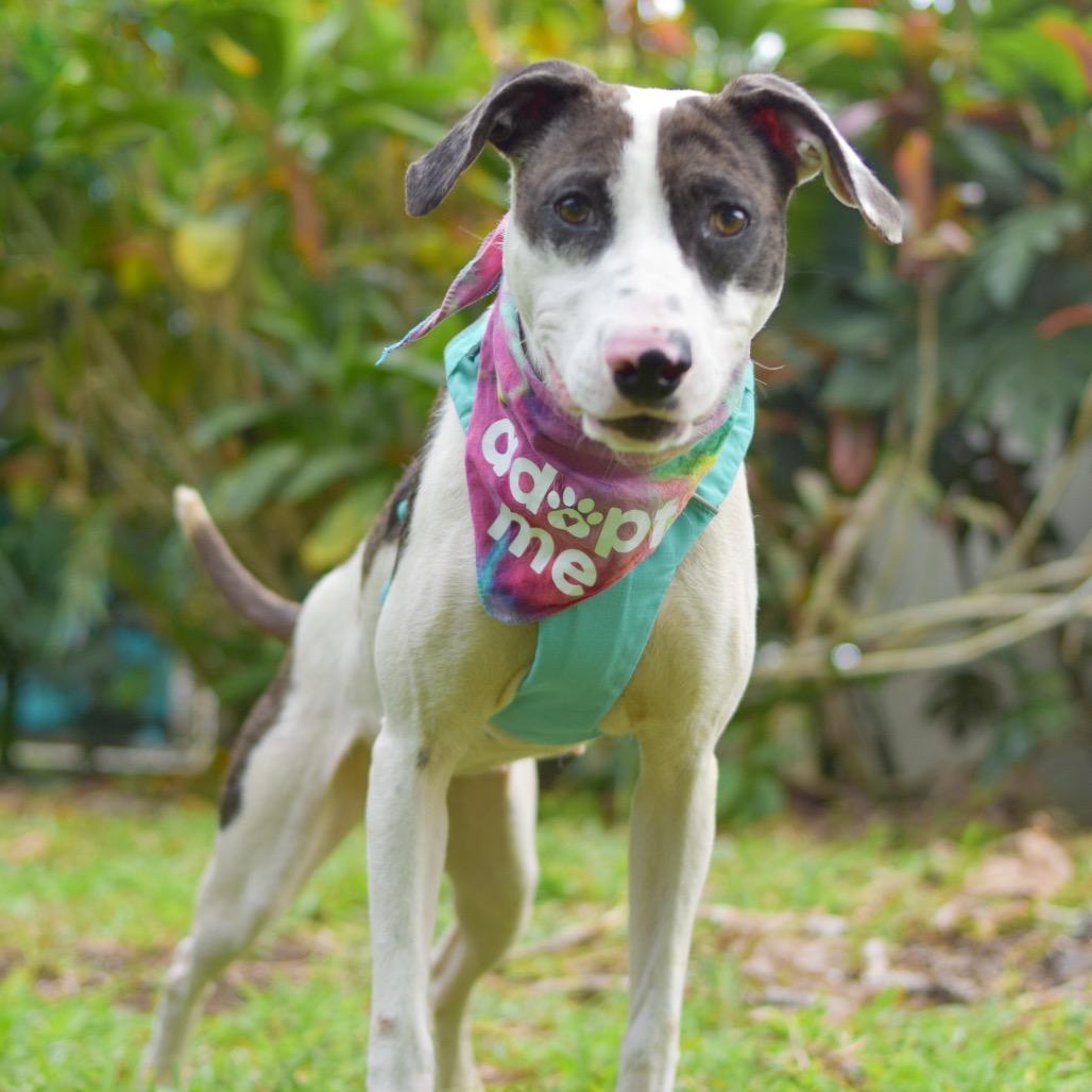 Enlarge Taffy, a Adoptable Mixed Breed in Kailua Kona, HI image 1/6