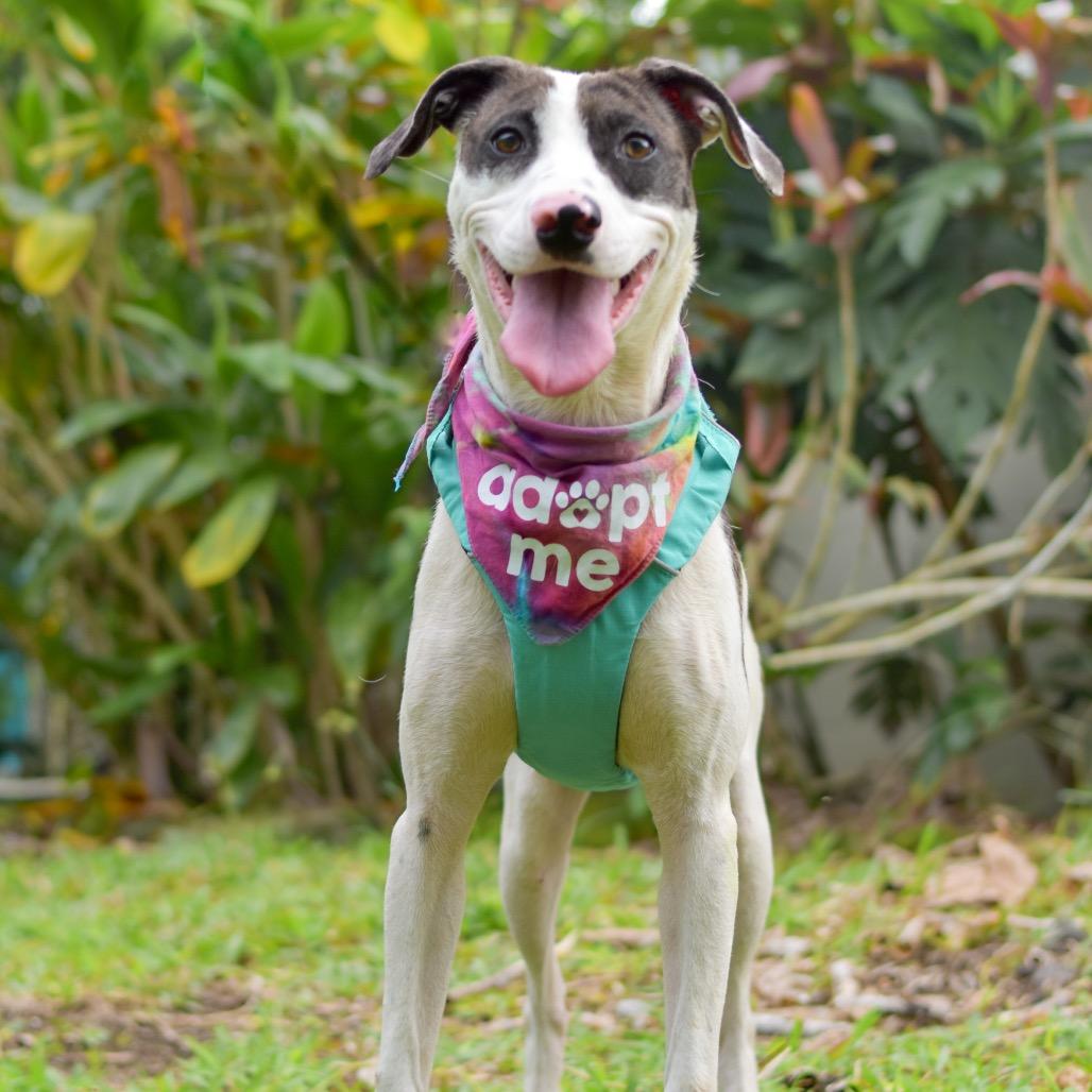 Enlarge Taffy, a Adoptable Mixed Breed in Kailua Kona, HI image 2/6