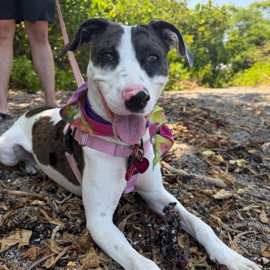 Enlarge Taffy, a Adoptable Mixed Breed in Kailua Kona, HI image 3/6