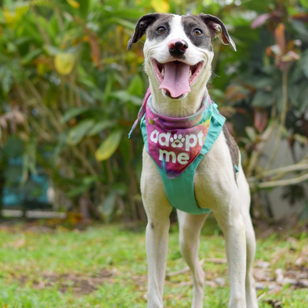 Enlarge Taffy, a Adoptable Mixed Breed in Kailua Kona, HI image 3/6
