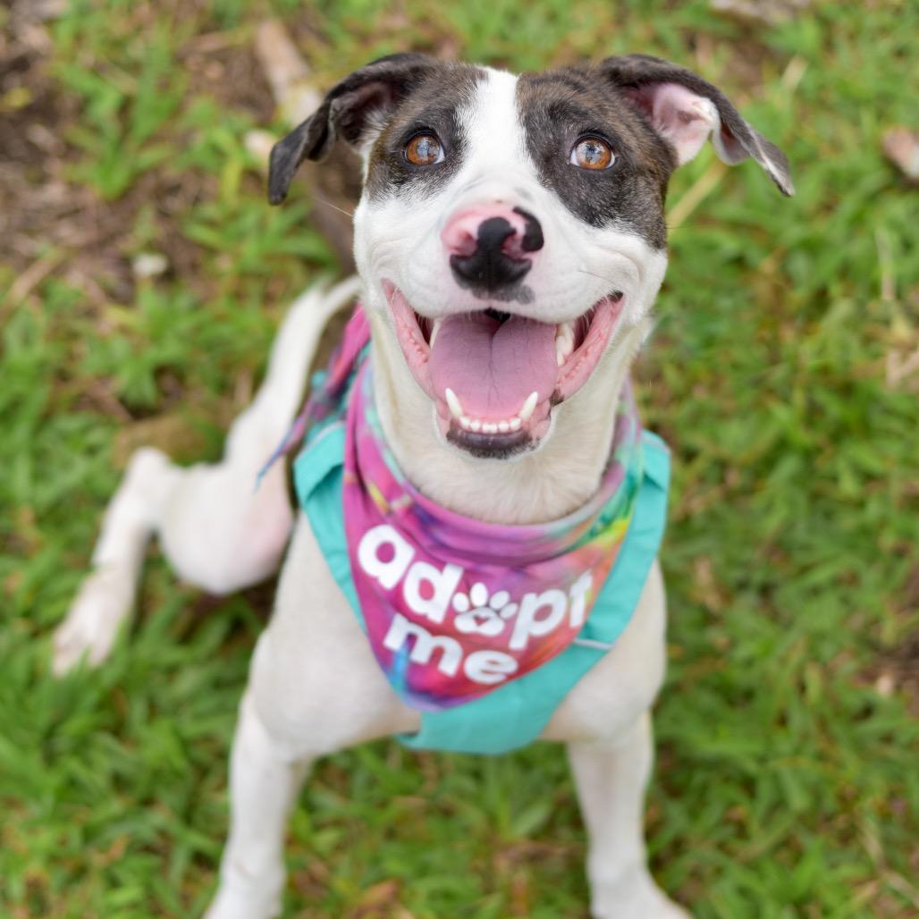Enlarge Taffy, a Adoptable Mixed Breed in Kailua Kona, HI image 4/6