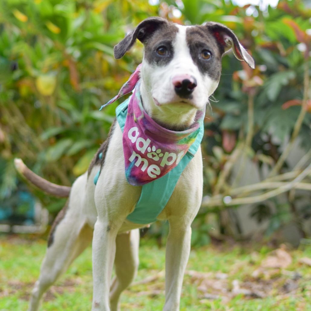 Enlarge Taffy, a Adoptable Mixed Breed in Kailua Kona, HI image 5/6