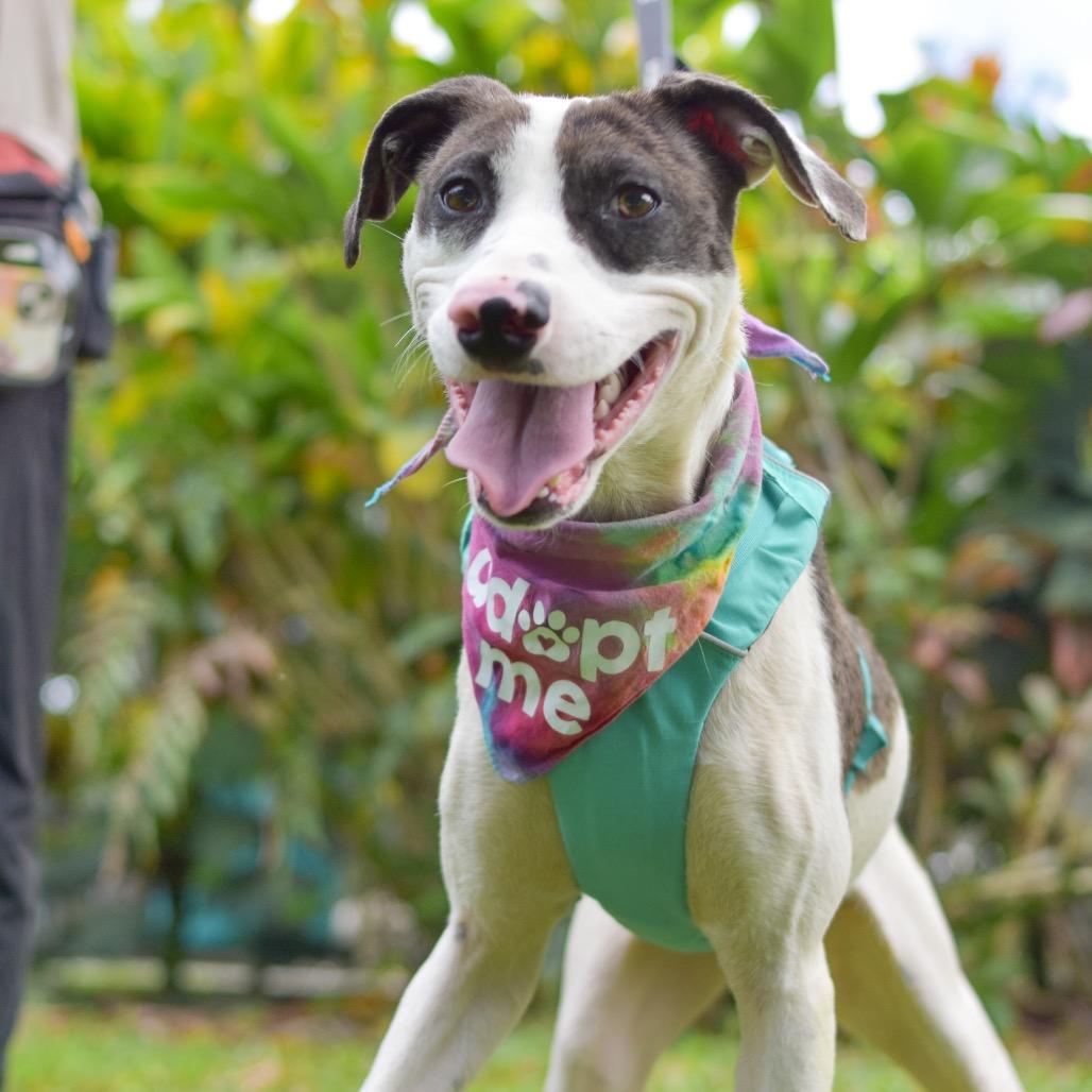 Enlarge Taffy, a Adoptable Mixed Breed in Kailua Kona, HI image 6/6