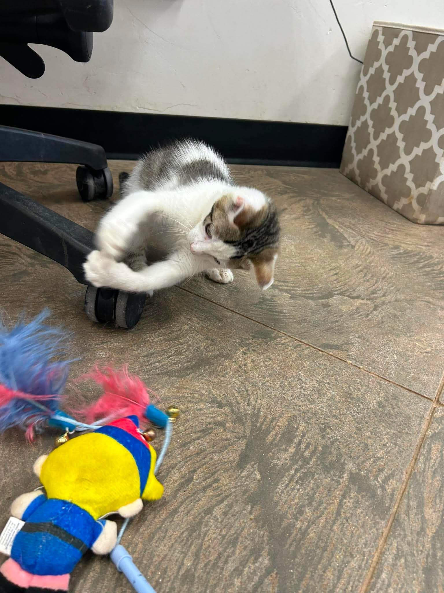 Demi, a ADOPTABLE Domestic Short Hair in Roosevelt, UT image 3/4