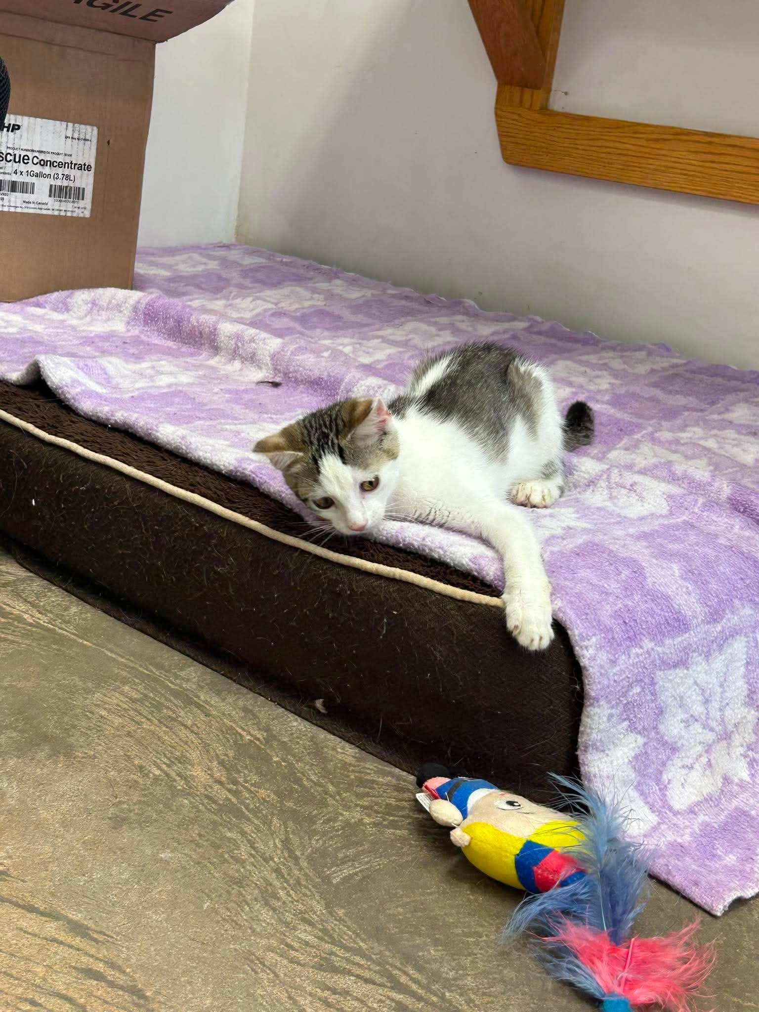 Demi, ADOPTABLE, Young Female Domestic Short Hair.