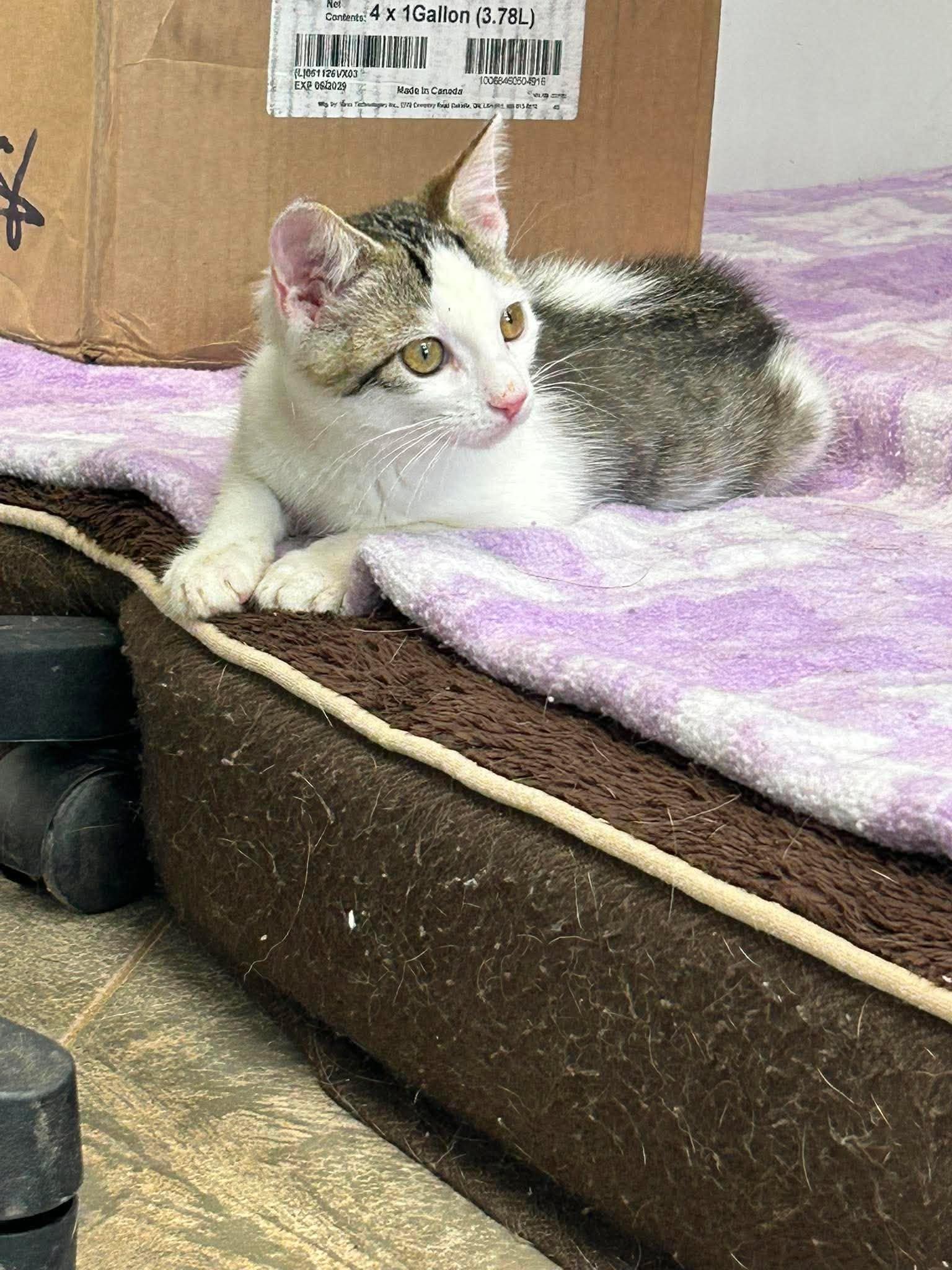 Demi, a ADOPTABLE Domestic Short Hair in Roosevelt, UT image 2/4