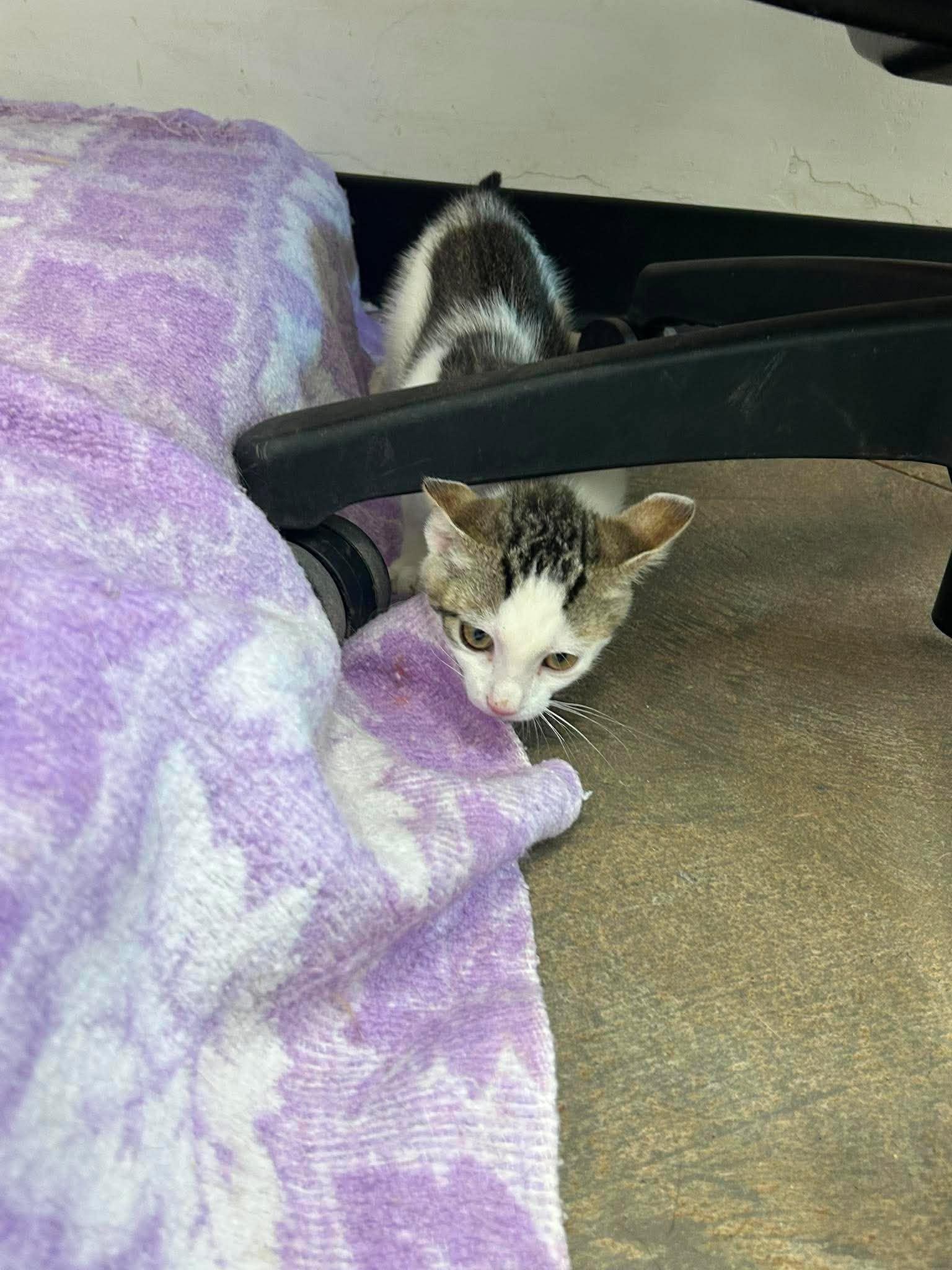 Demi, a ADOPTABLE Domestic Short Hair in Roosevelt, UT image 4/4