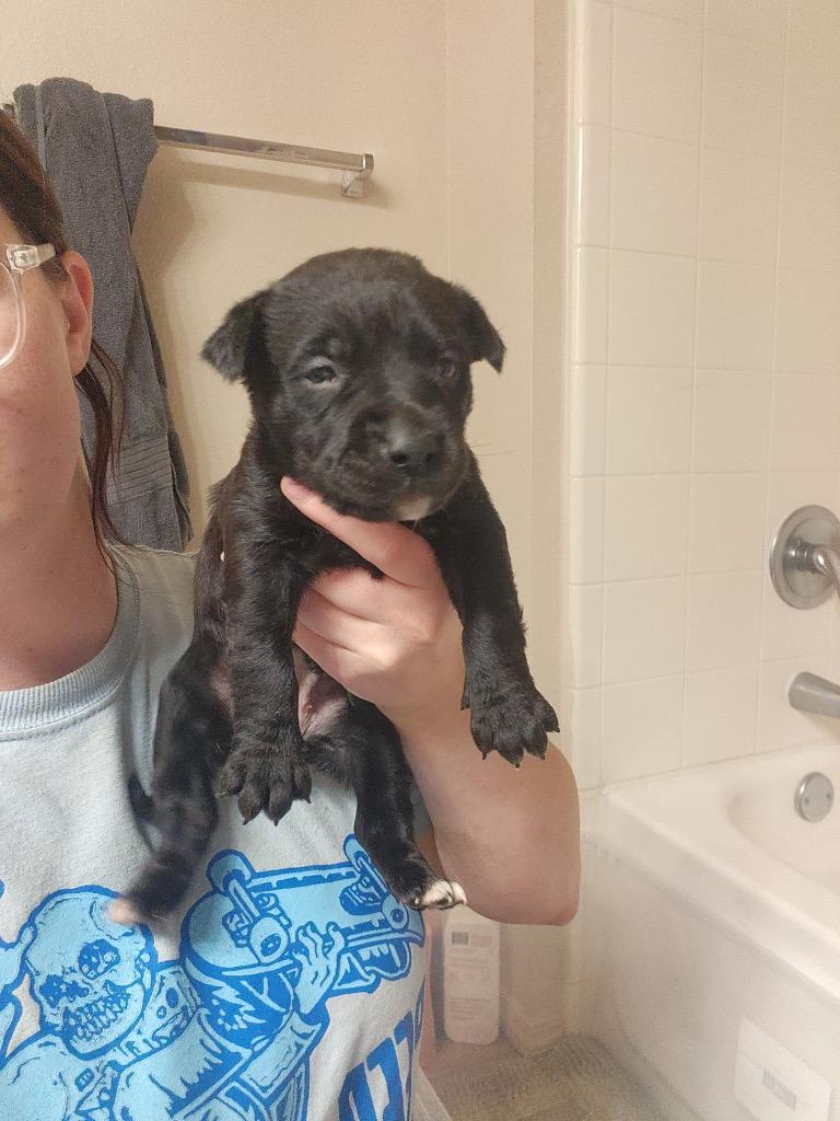 Freya, Adoptable, Puppy Female Labrador Retriever.