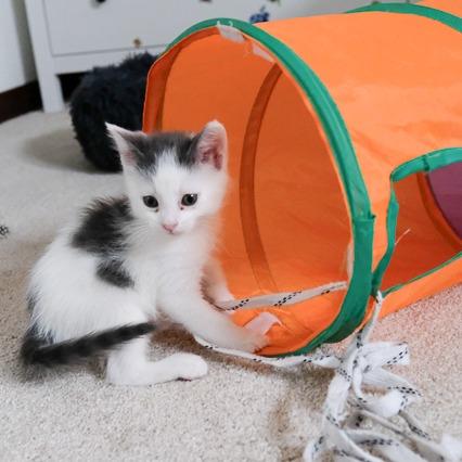 Enlarge Dolly, a Adoptable Domestic Short Hair in Calgary, AB image 1/6