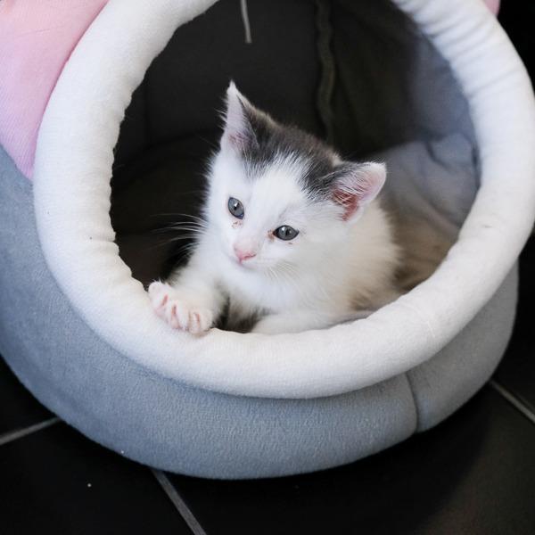 Enlarge Dolly, a Adoptable Domestic Short Hair in Calgary, AB image 3/6