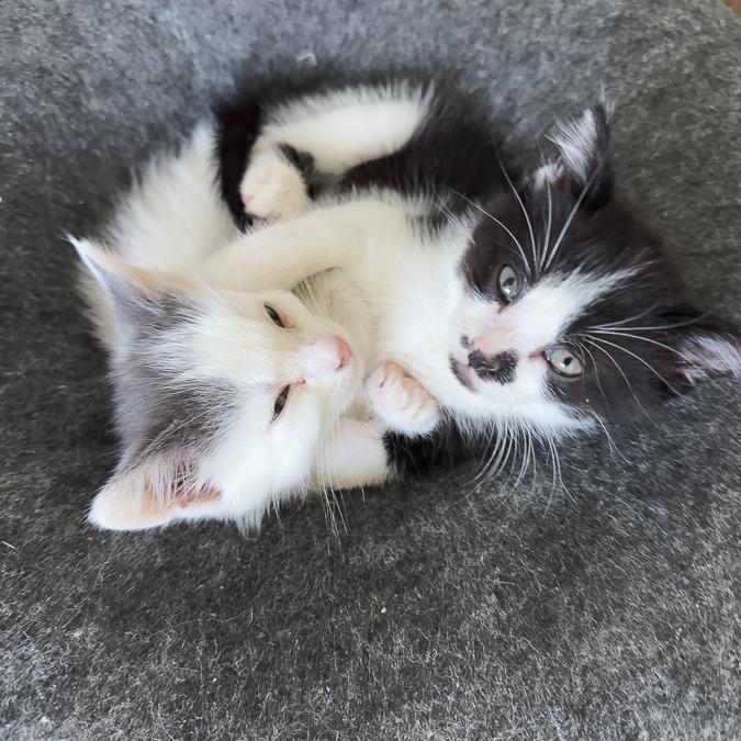 Enlarge Dolly, a Adoptable Domestic Short Hair in Calgary, AB image 4/6