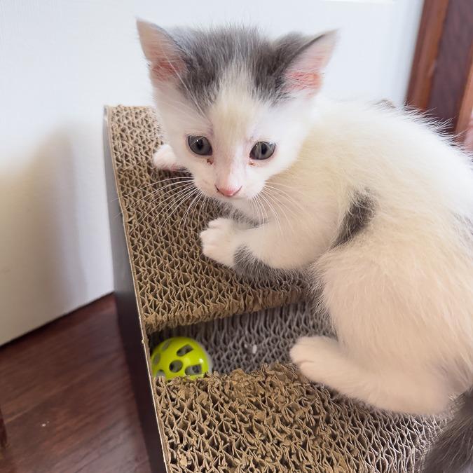Enlarge Dolly, a Adoptable Domestic Short Hair in Calgary, AB image 5/6