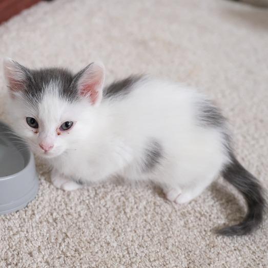 Enlarge Dolly, a Adoptable Domestic Short Hair in Calgary, AB image 6/6
