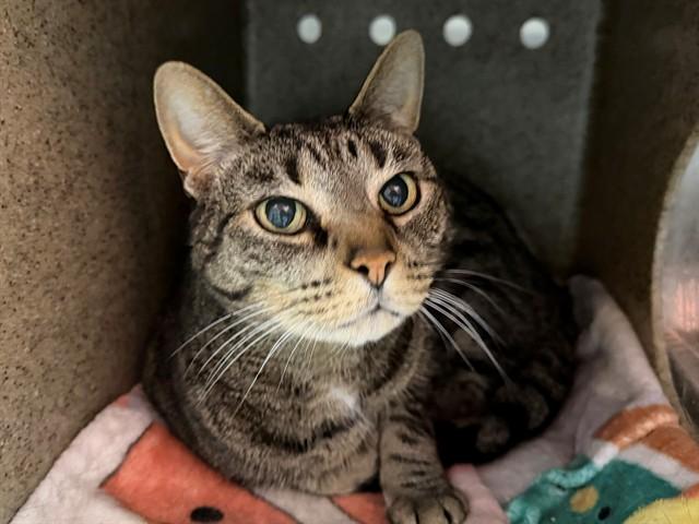NOT LITTLE BIT, Adoptable, Young Male Domestic Short Hair.
