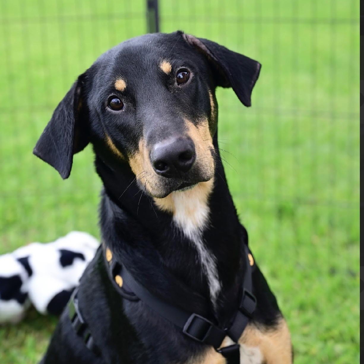 Enlarge Strawberry, a Adoptable mixed breed in North Bergen, NJ image 2/5