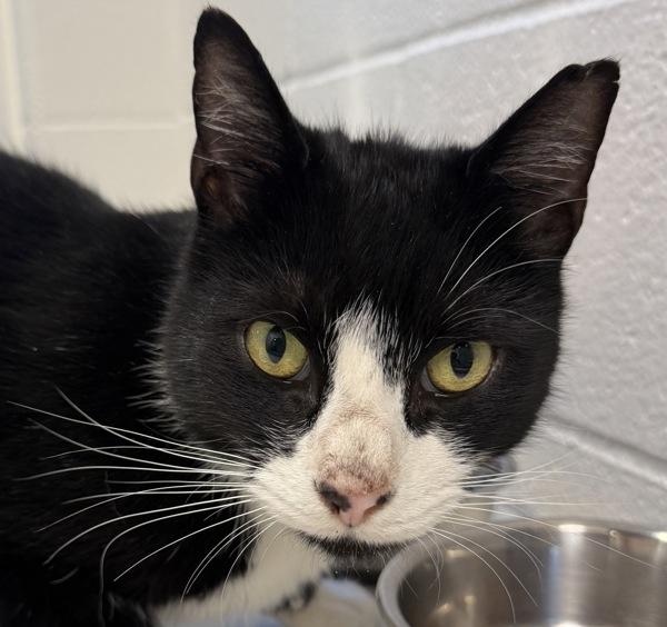 Double Stuff, Adoptable, Adult Male Domestic Short Hair.