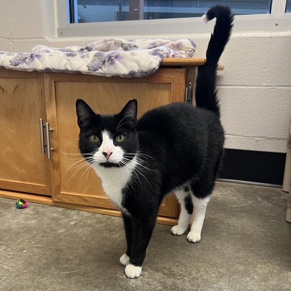 Enlarge Double Stuff, a Adoptable mixed breed in Silverdale, WA image 3/6