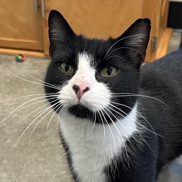 Enlarge Double Stuff, a Adoptable mixed breed in Silverdale, WA image 4/6