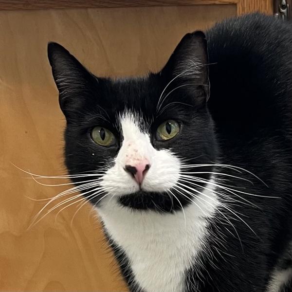 Enlarge Double Stuff, a Adoptable mixed breed in Silverdale, WA image 5/6