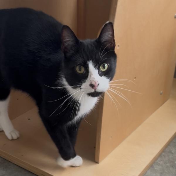 Enlarge Double Stuff, a Adoptable mixed breed in Silverdale, WA image 6/6