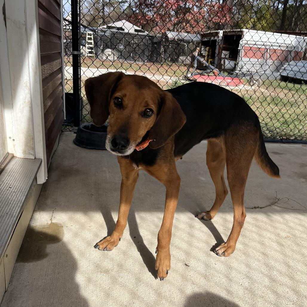 Old Red, Adoptable, Adult Female Hound & Hound.