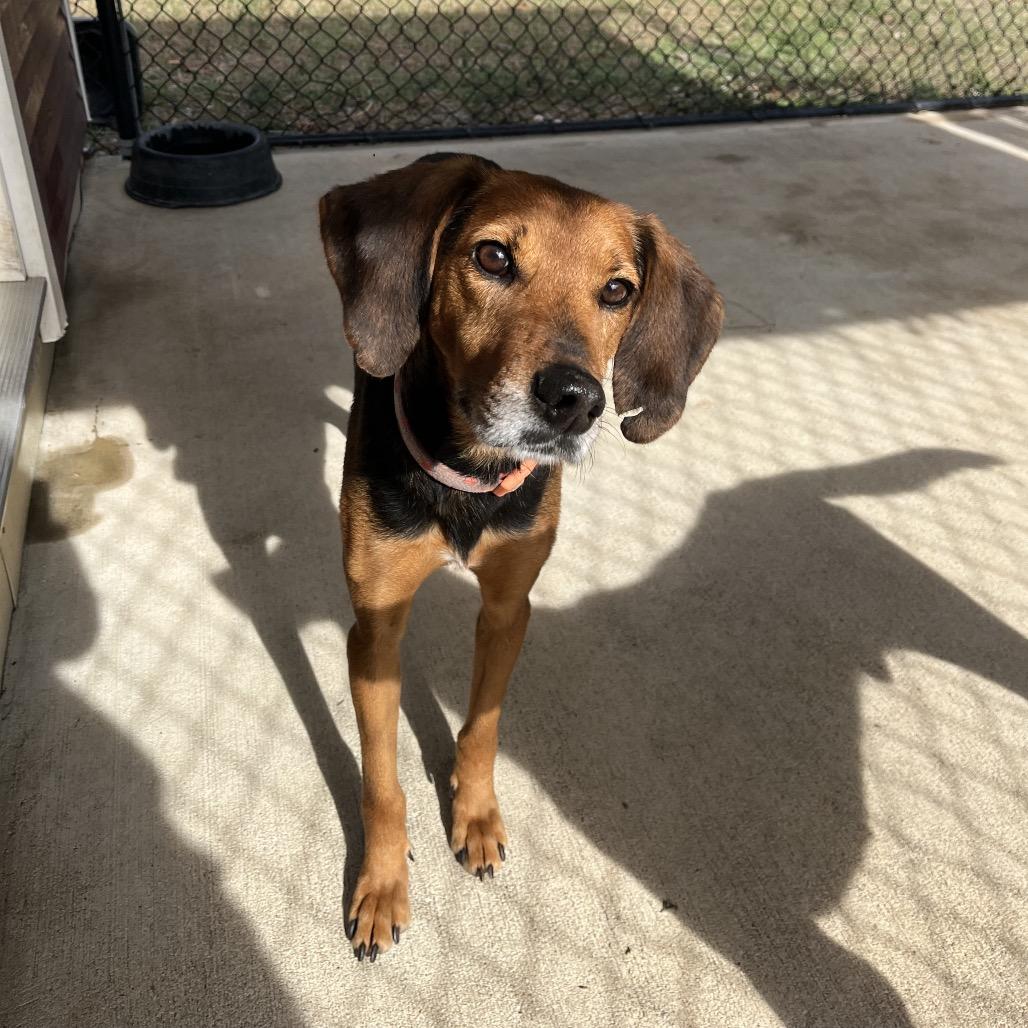 Old Red, a Adoptable mixed breed in Smithfield, NC image 4/5
