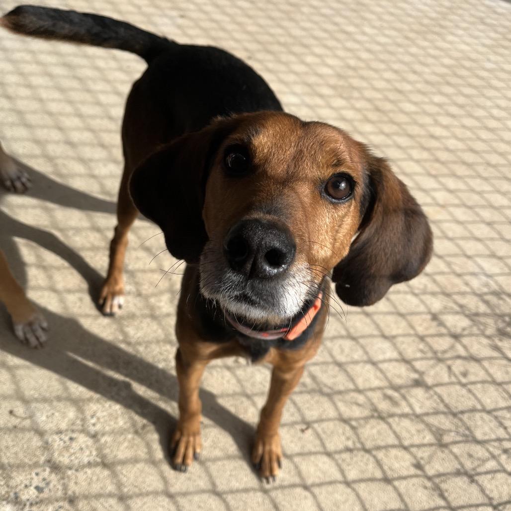 Old Red, a Adoptable mixed breed in Smithfield, NC image 5/5