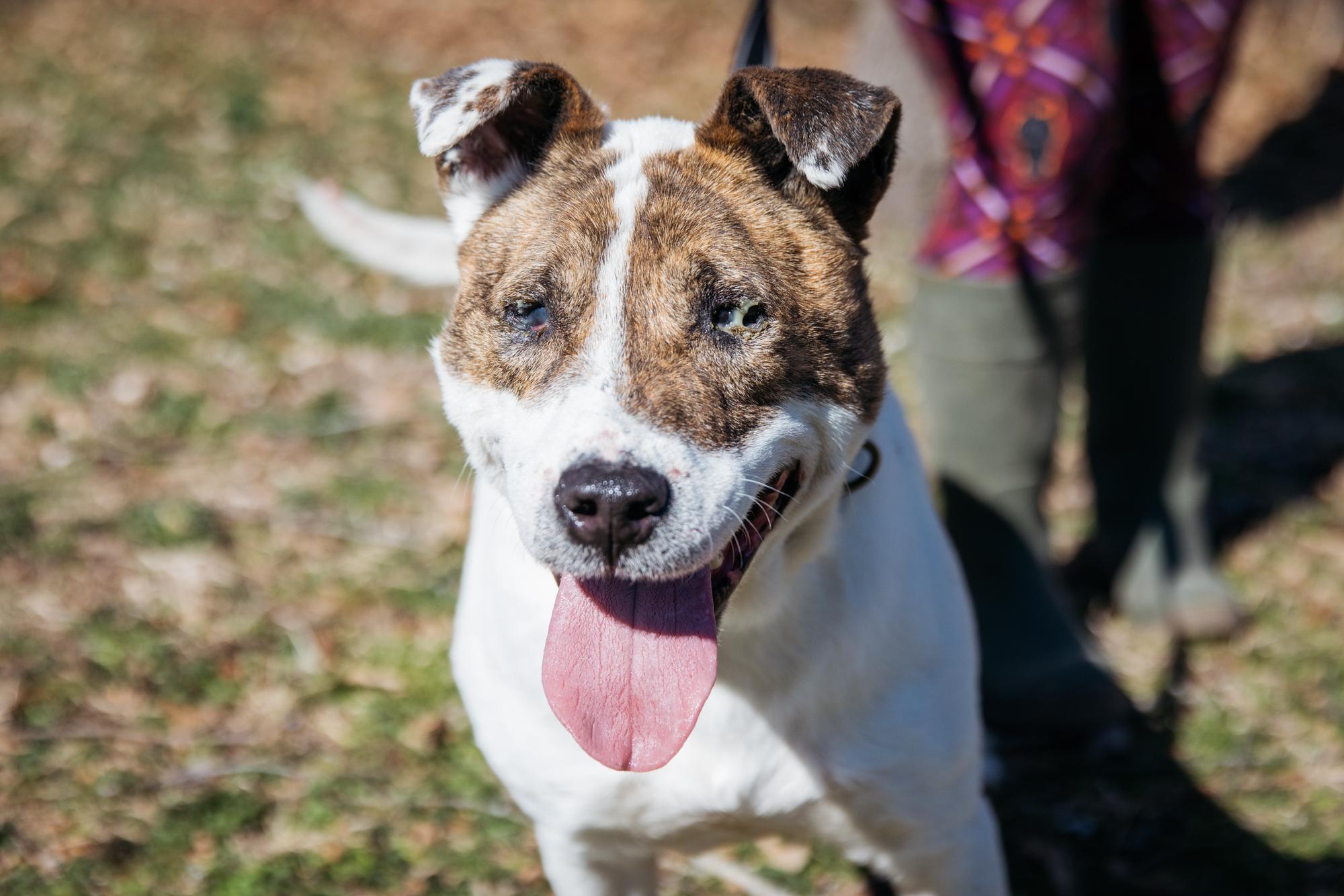 Dr. Pepper, a ADOPTABLE mixed breed in Harrison, AR image 2/2