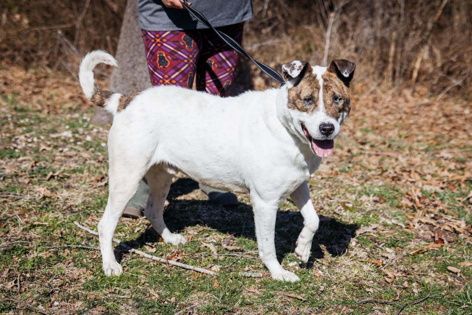 Dr. Pepper, ADOPTABLE, Adult Male Shepherd.