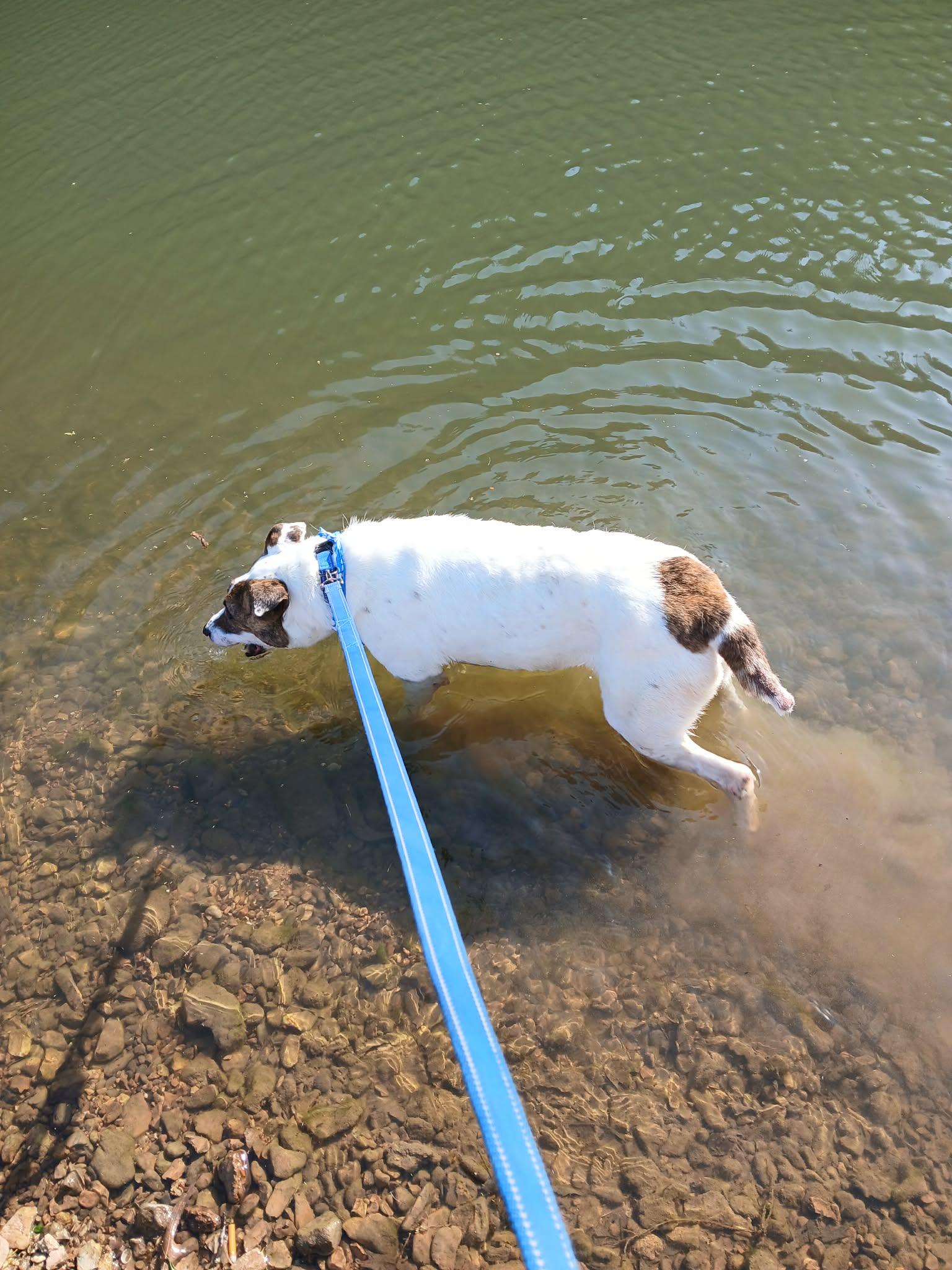 Enlarge Dr. Pepper, a ADOPTABLE mixed breed in Harrison, AR image 2/3