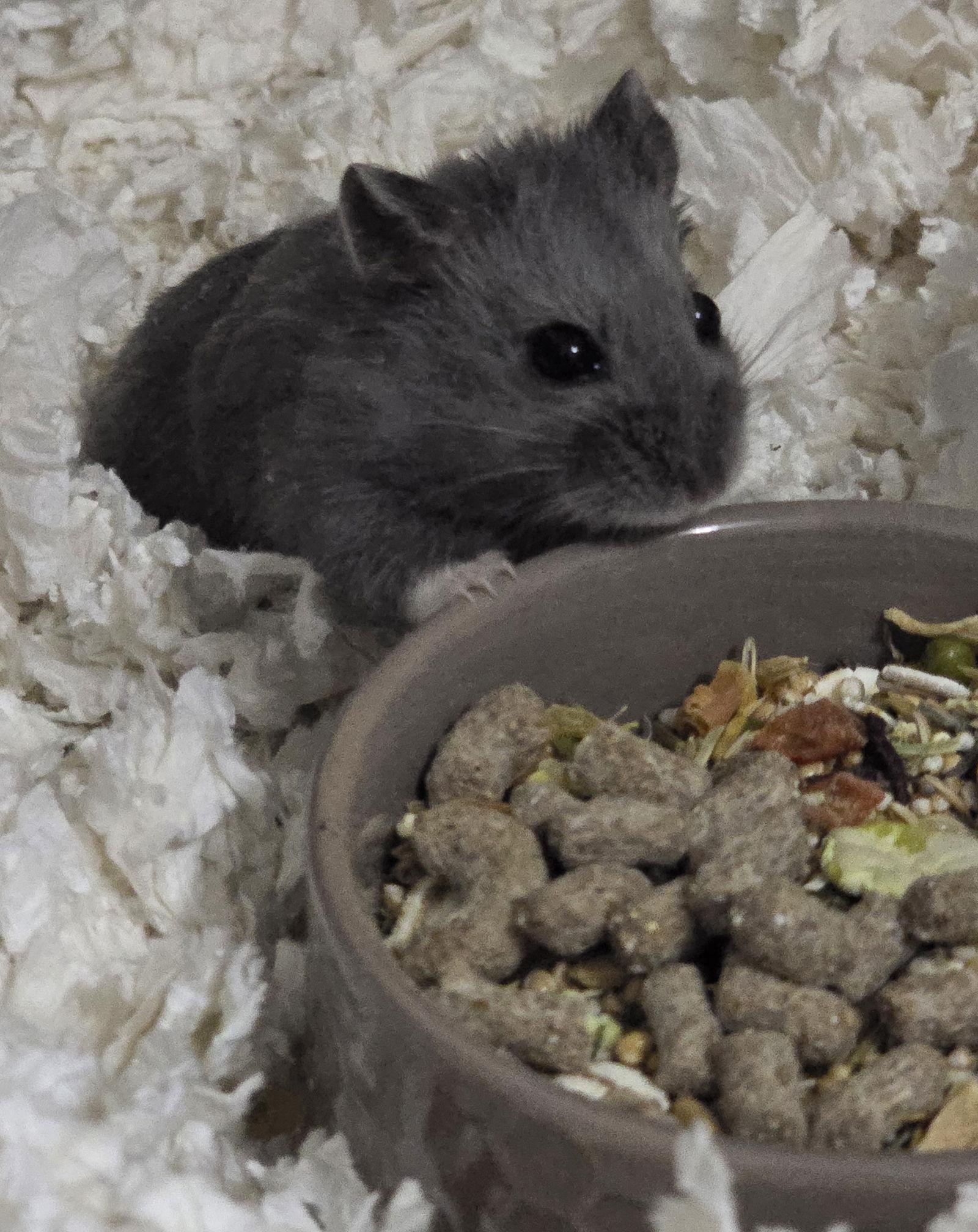 Nickelous Pewterson, Adopted, Young Male Hamster & Hamster.
