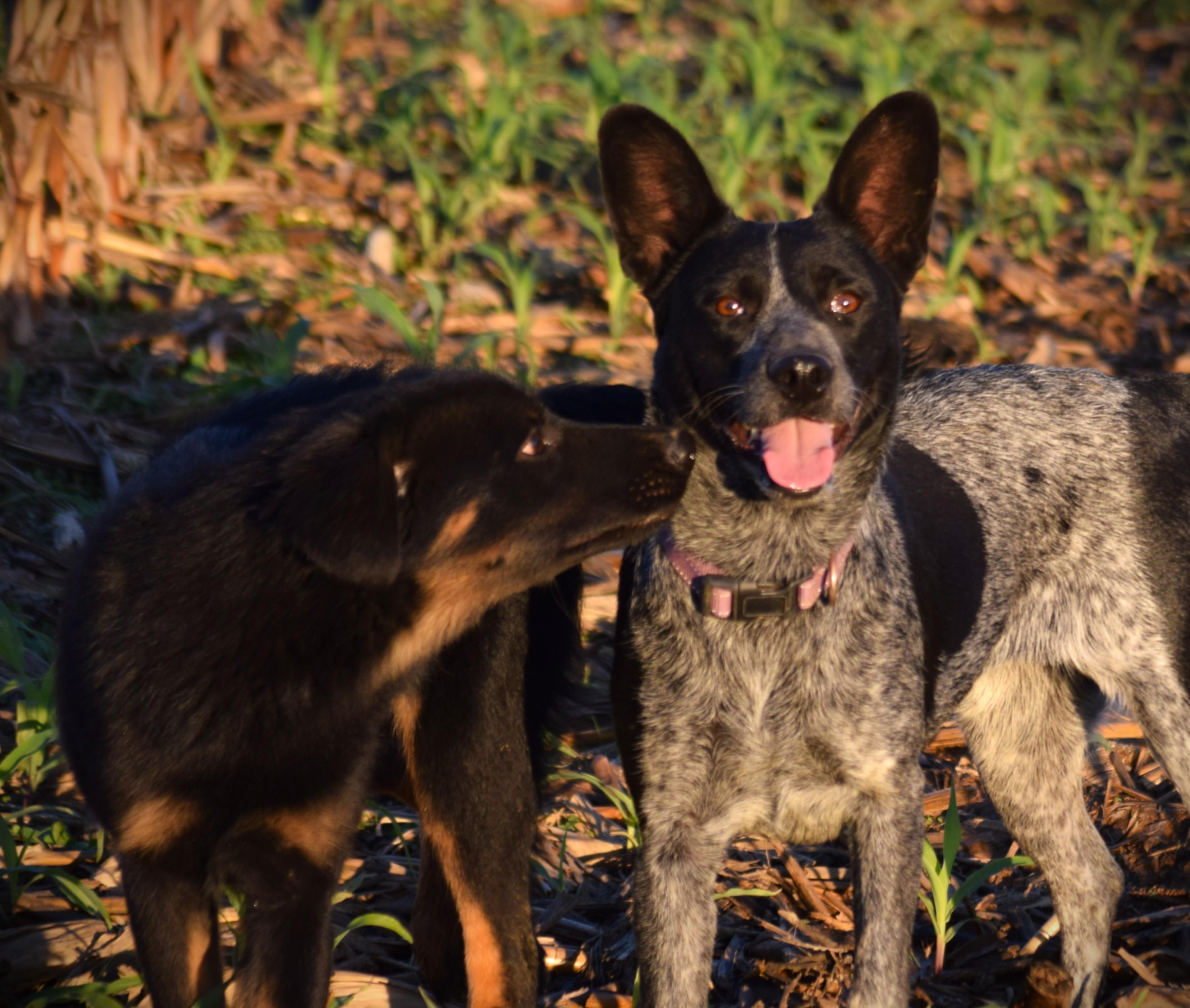 LUCKY-Perfection!, Adoptable, Young Female Australian Cattle Dog / Blue Heeler.