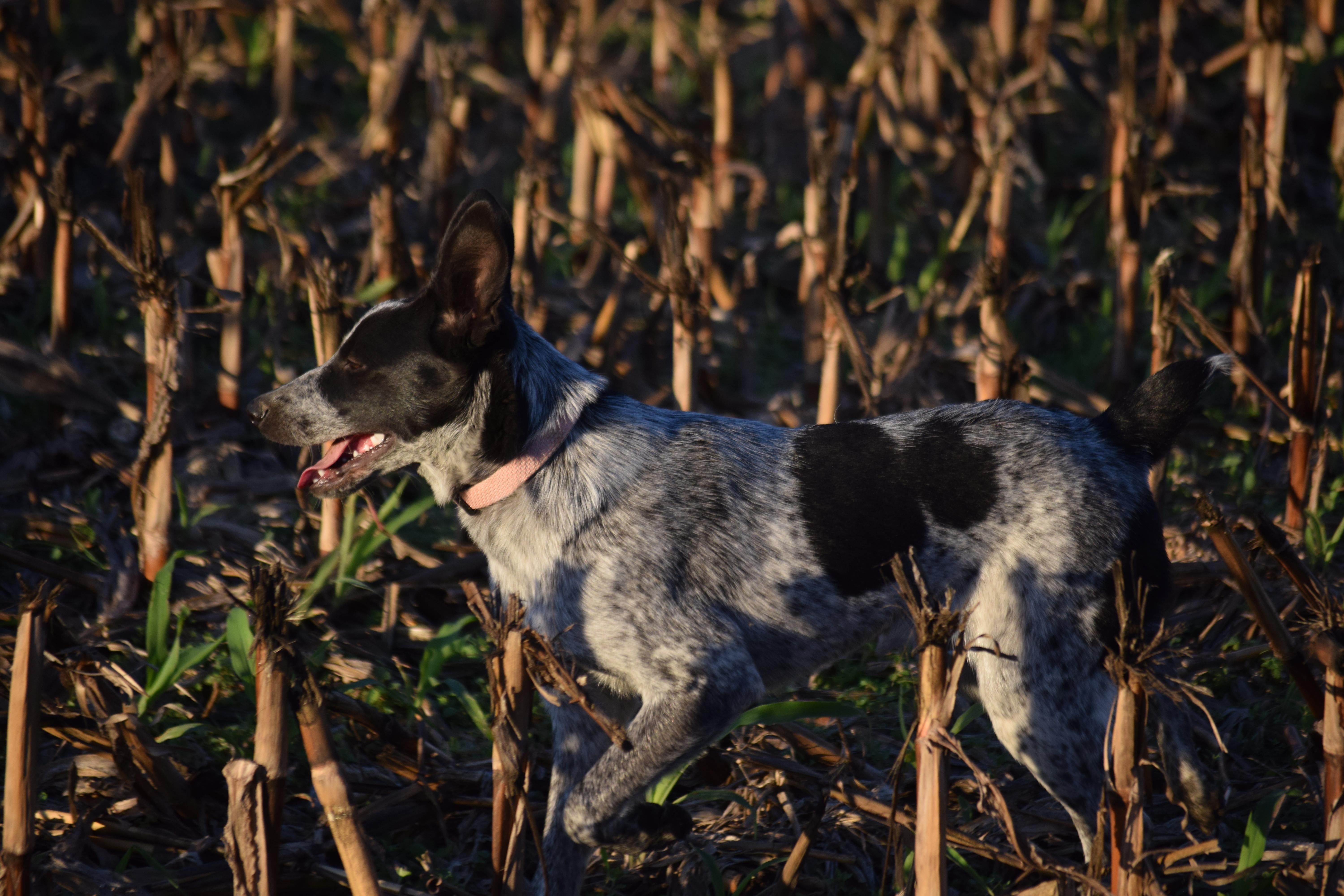 LUCKY-Perfection!, a Adoptable Australian Cattle Dog / Blue Heeler in Rockport, IN image 2/5